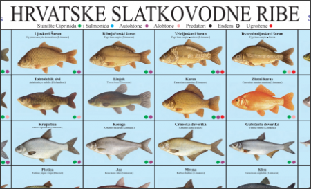 prirucnik-hrvatske-slatkovodne-ribe